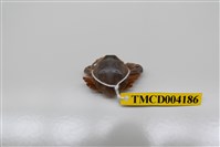 藏品(豆形拳蟹)的圖片